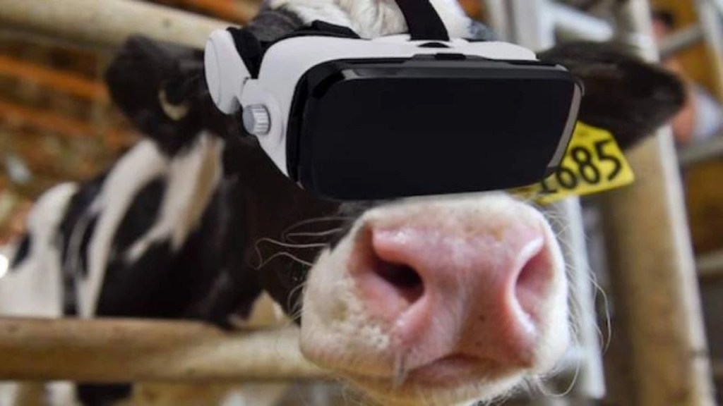 La multimillonaria estafa de las «vacas virtuales» que sacude a los ganaderos 