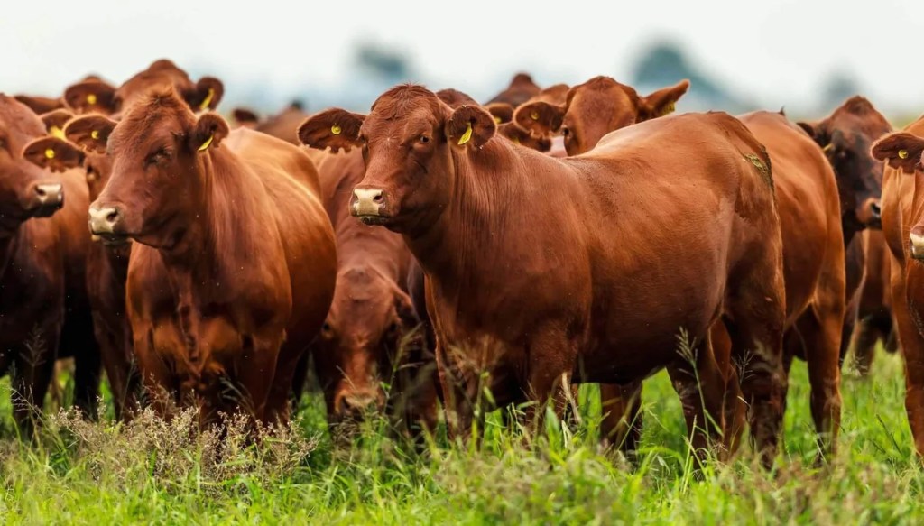 Sincronización de celo: una aliada para mejorar la producción de&nbsp;carne