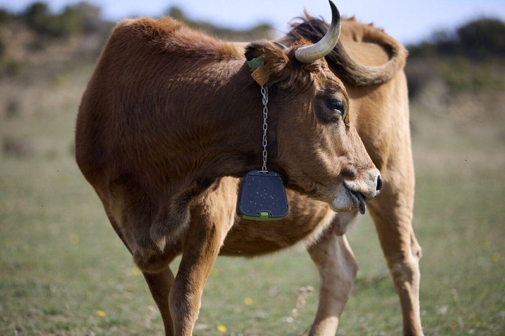 Papatrónica y Del chip al corral: el INTA despliega su potencial innovador en La&nbsp;Rural