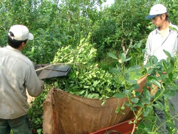 Una marca con yerba de San Pedro: Así trabajan en La&nbsp;Soberana