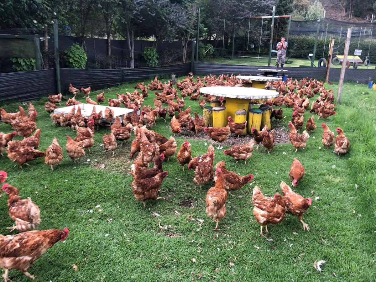 El consumo mundial de pollo se multiplicó por seis en&nbsp;décadas