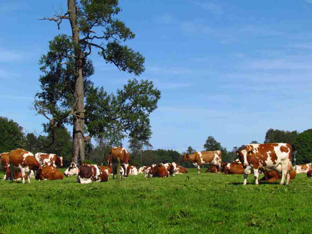 Hasta $800 millones: el Gobierno Nacional lanzó un crédito a devolver en kilos de&nbsp;carne