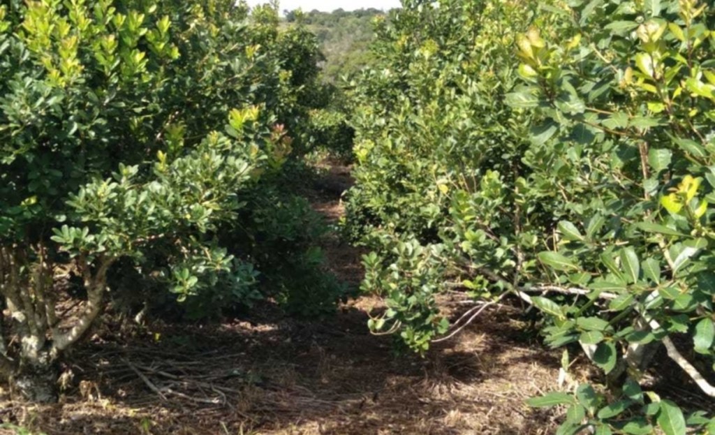 Récord histórico en la cosecha de yerba mate, pero productores alertan: “Estamos trabajando a&nbsp;pérdida”