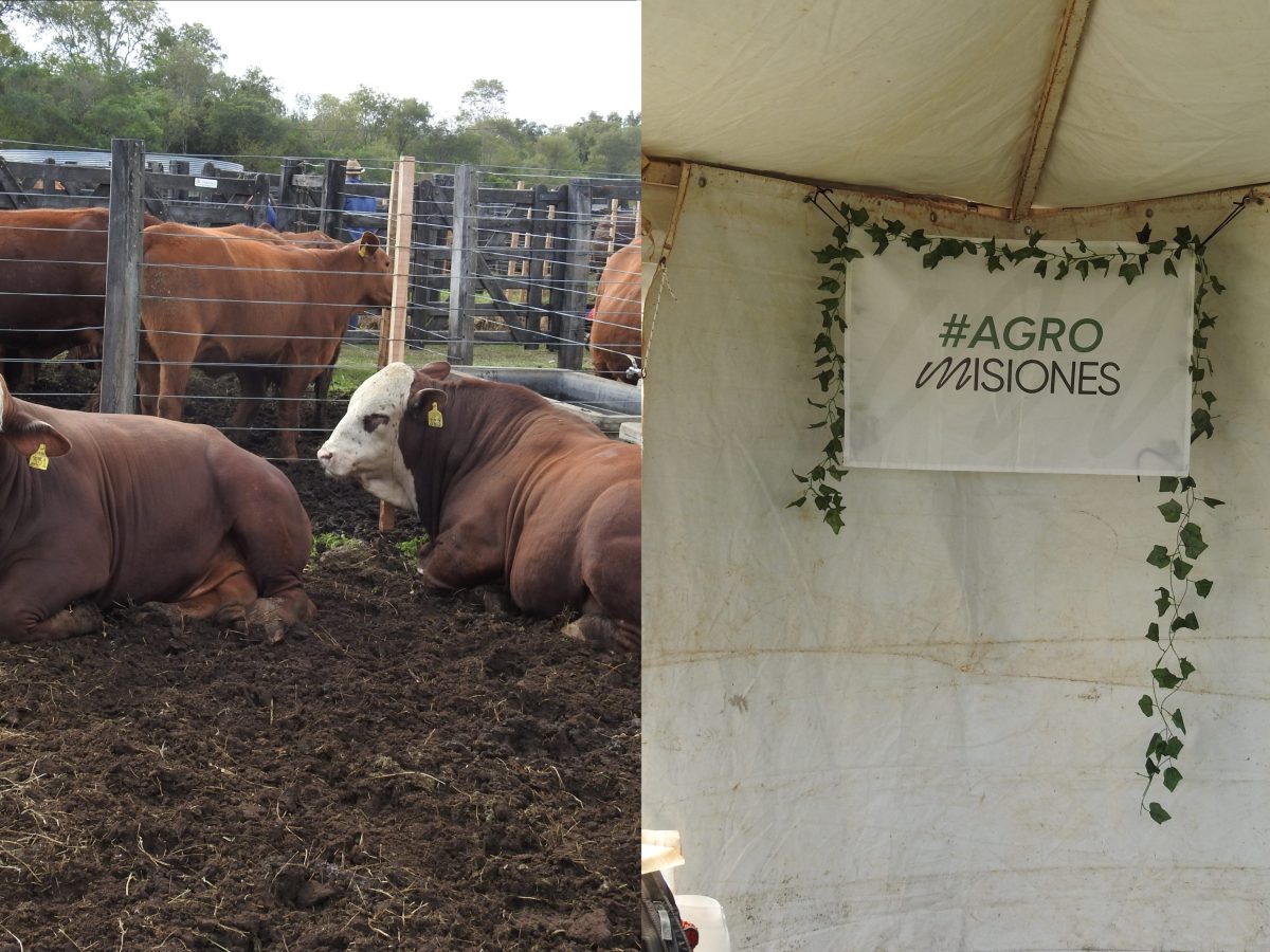 Expo Rural Misiones, entre un evento espectacular y una guerra silenciosa 