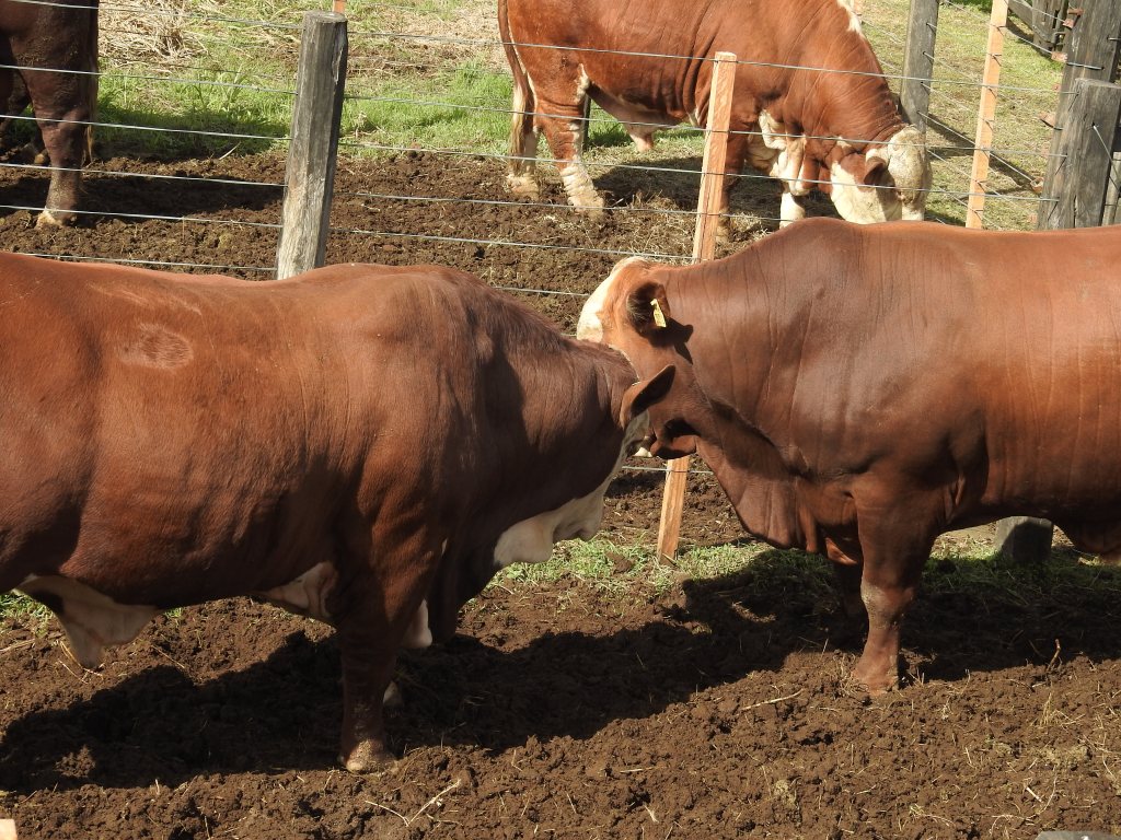 Maíz en la dieta bovina, clave para mejorar la ganancia de peso y la calidad de&nbsp;carne