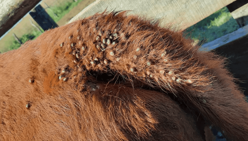 “Es una situación de catástrofe: si no se toma conciencia, la garrapata va a llegar al&nbsp;Obelisco”