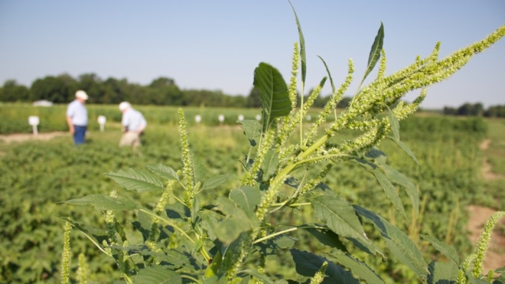 Crece en Argentina el área afectada por malezas resistentes y&nbsp;tolerantes