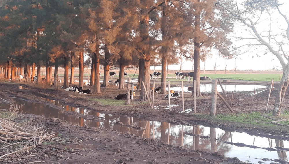 Inundaciones y estragos, lo que dejó la tormenta de Santa Rosa en la zona&nbsp;rural