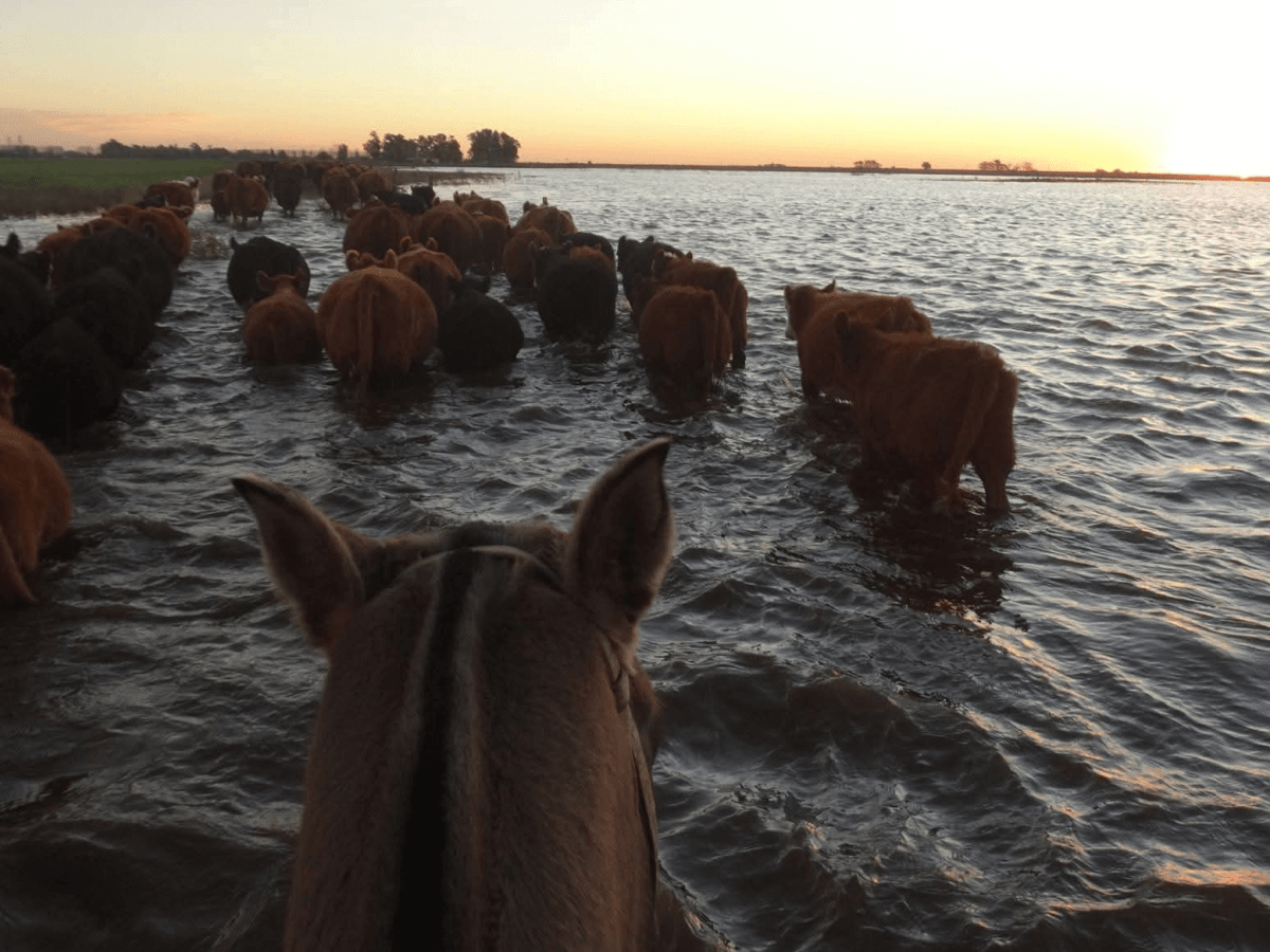 Inundaciones, tasas y precio del maíz cambian el escenario&nbsp;ganadero