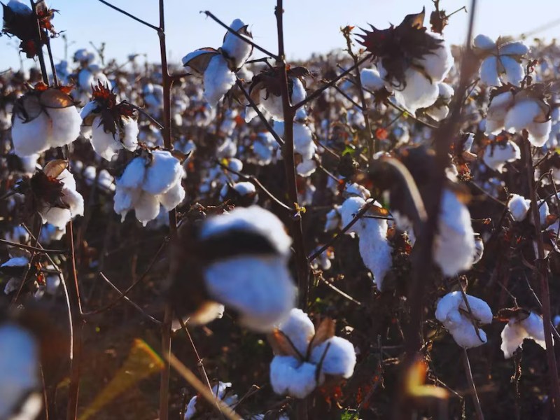 Buscan fortalecer el agro del NOA con más información, innovación y valor&nbsp;agregado