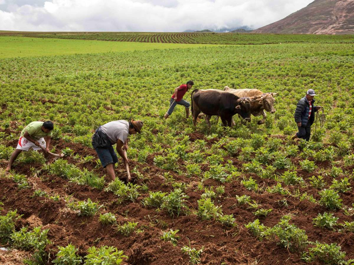 La guerra en Medio Oriente impulsa el precio de los&nbsp;fertilizantes