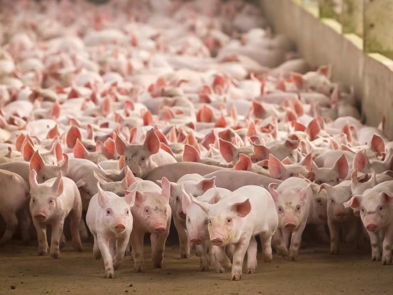 Amenaza a la producción para algunos y bajos precios para otros: lo que implica la exportación de cerdo de&nbsp;Brasil