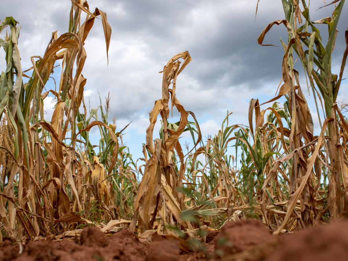 Calor extremo, una presión global que ya impacta en regiones como&nbsp;Misiones