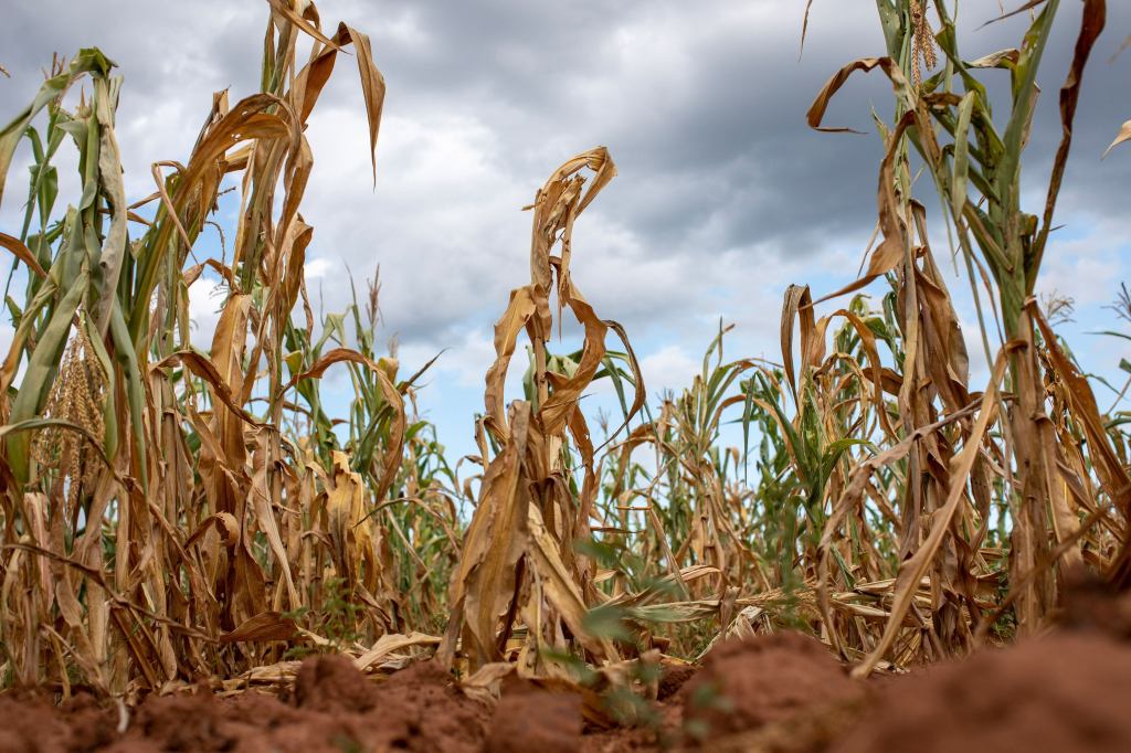 Calor extremo, una presión global que ya impacta en regiones como&nbsp;Misiones