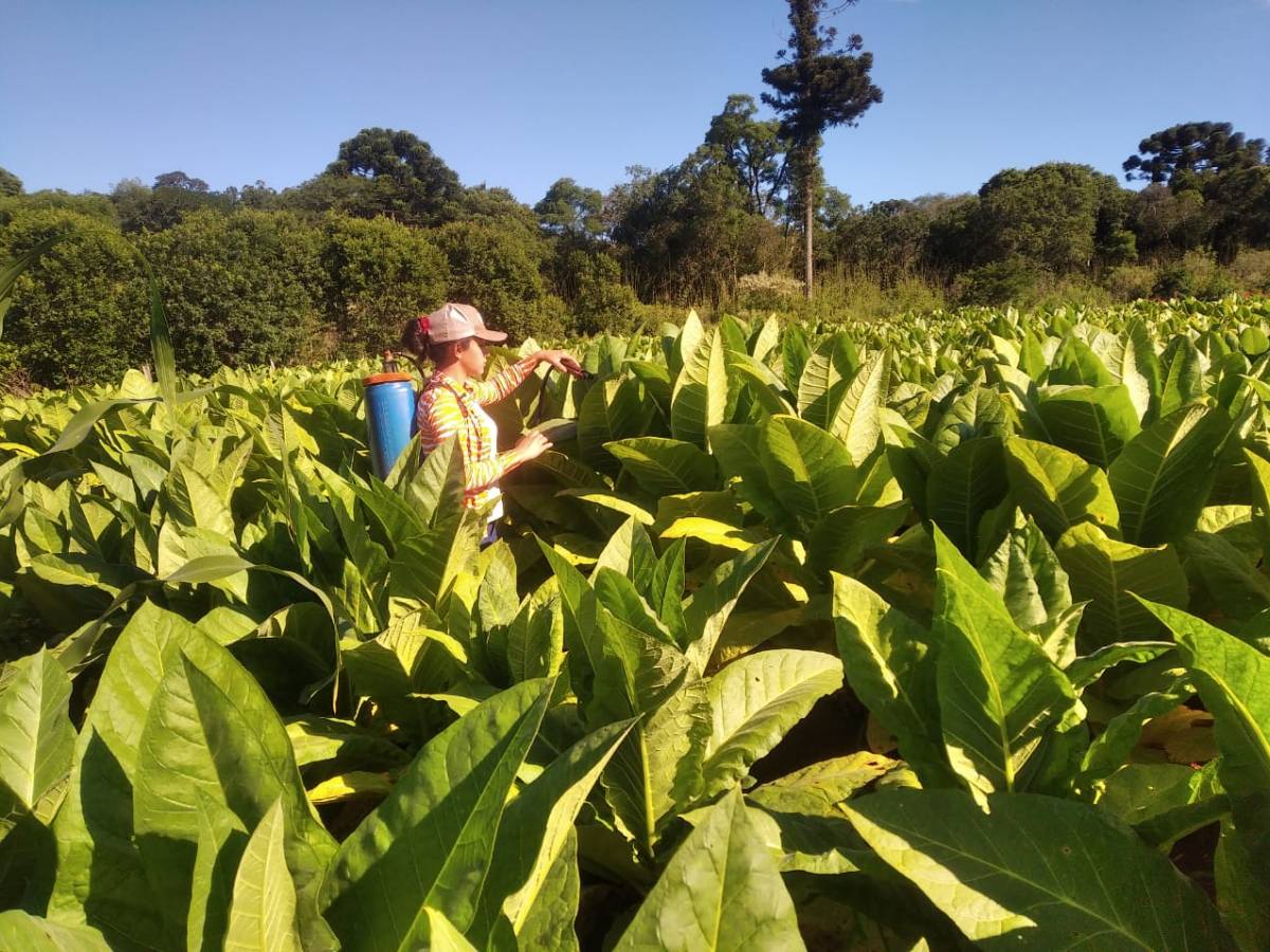 Tabaco en Misiones: rentable en los números, ajustado en la&nbsp;chacra
