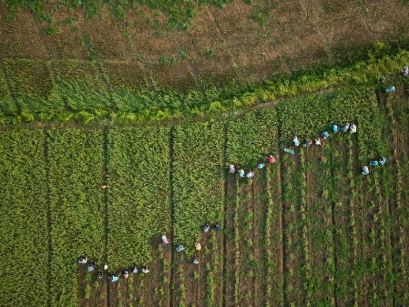 BRICS+ apuesta a la tecnología, el comercio y la seguridad alimentaria para redefinir el futuro de la&nbsp;agricultura