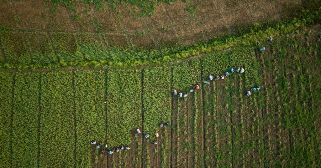 BRICS+ apuesta a la tecnología, el comercio y la seguridad alimentaria para redefinir el futuro de la&nbsp;agricultura
